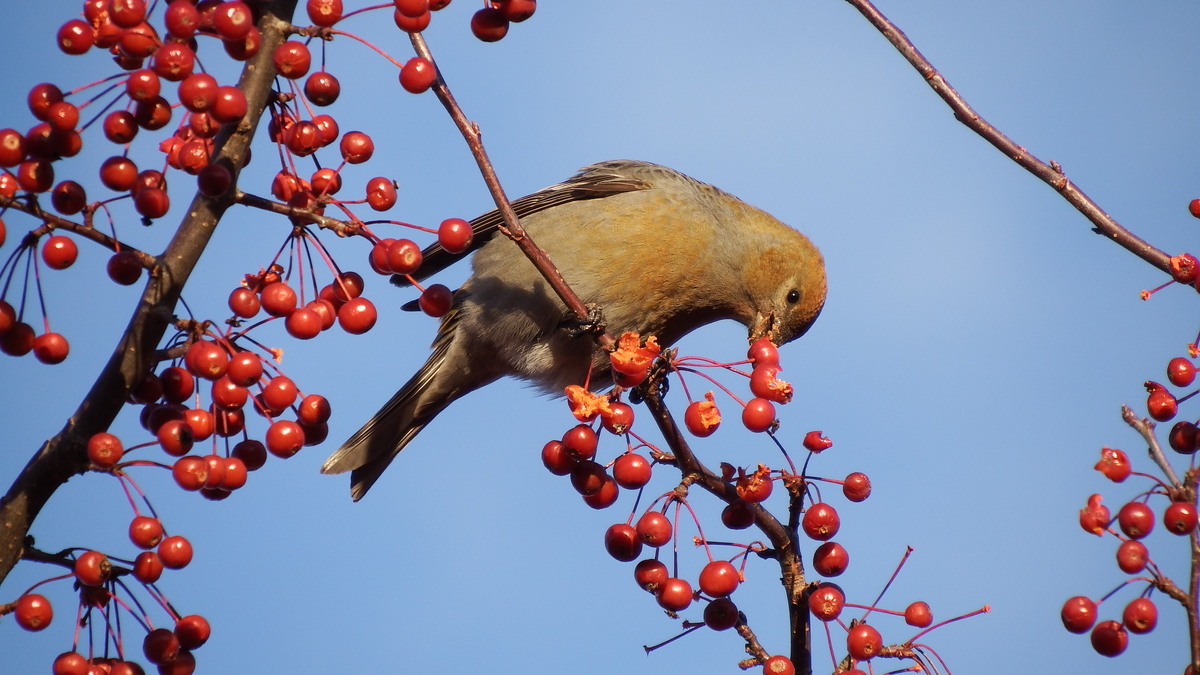 Anyone can do citizen science and aid our understanding of our feathered neighbors.