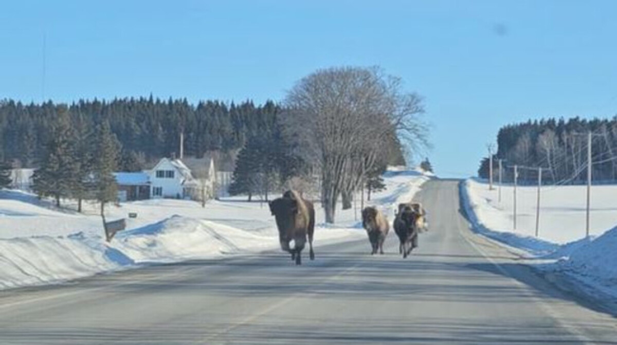 At least one bison remains at large in the Fort Fairfield area, according to police.