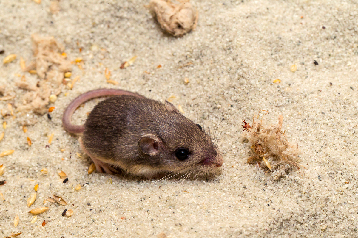 The Pacific pocket mouse Sir Patrick Stewart was born July 14, 2013.