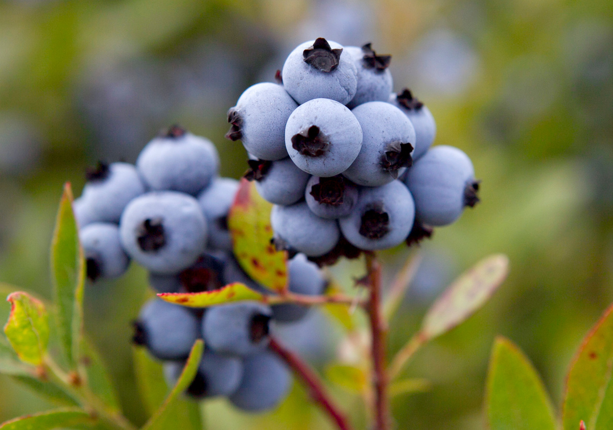 The bill would establish a $6.5 million annual fund to reduce the population of spotted wing drosophila, a pest targeting the wild blueberry.