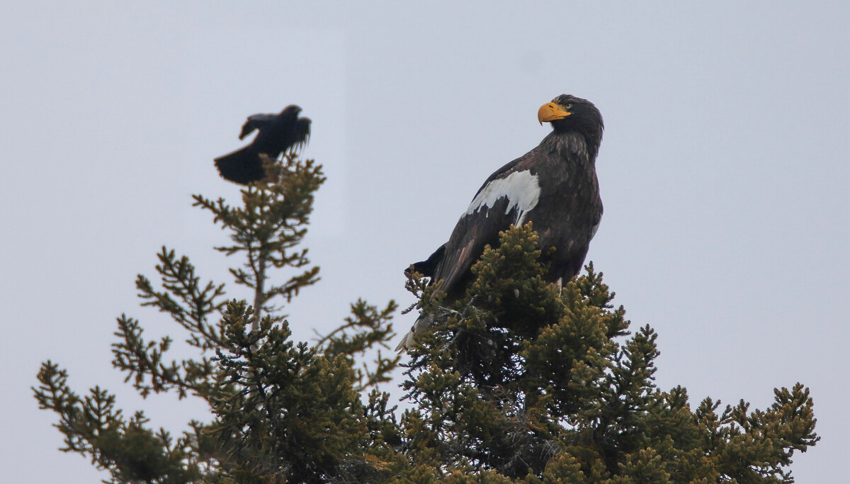 "The Steller’s sea eagle frenzy is most welcome."