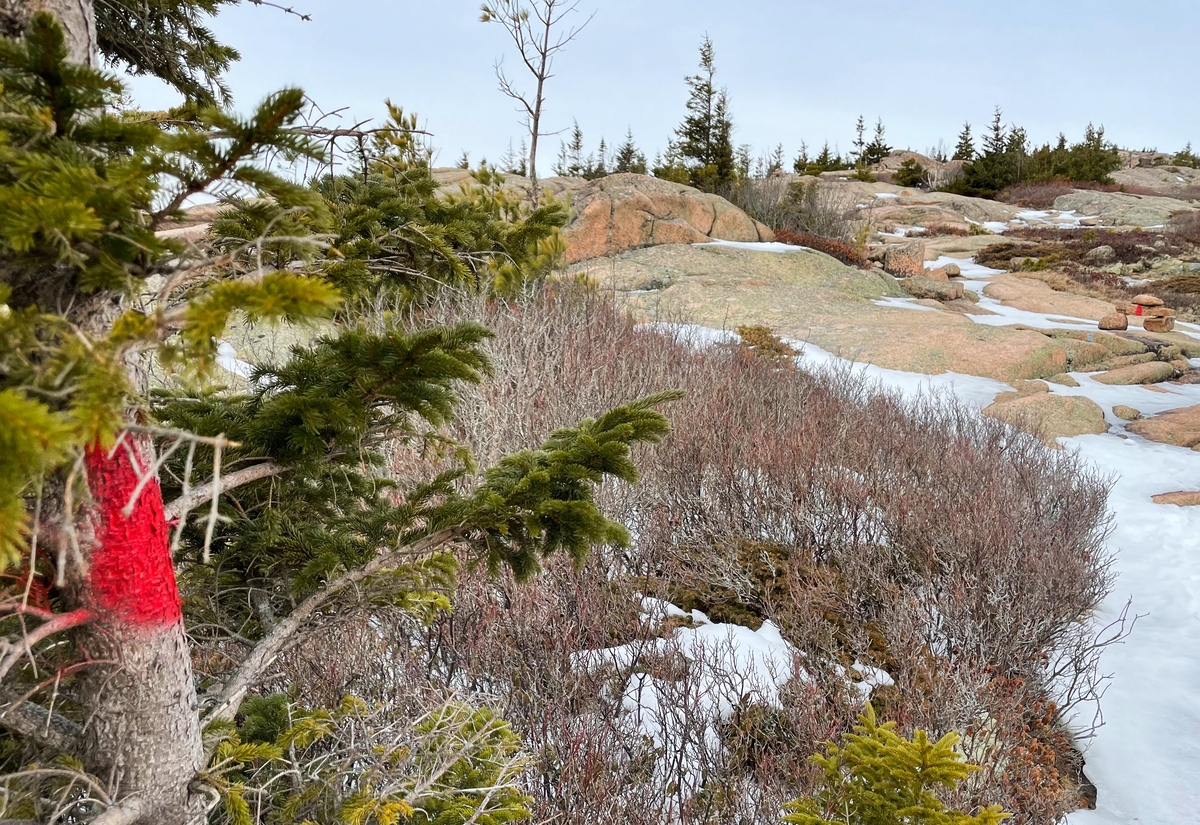 Fake trail markers, colored red, have been found around Acadia National Park.