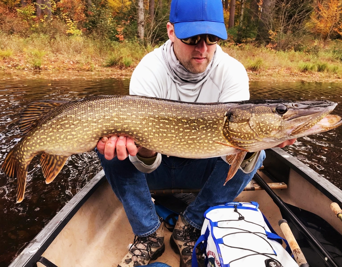 All it takes is one person dumping a few northern pike into a body of water to change a Maine fishery forever.