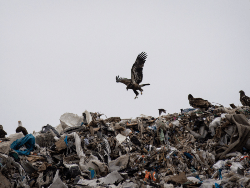 See the timeline of Maine’s sludge crisis