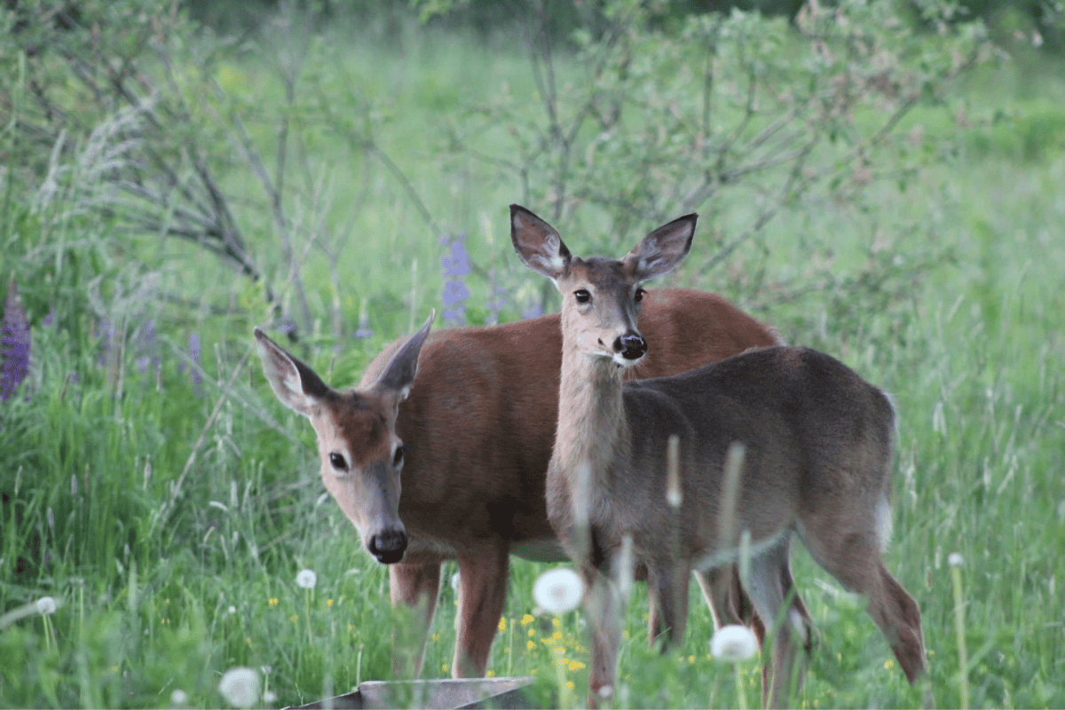 Find out if you got an antlerless deer permit in the 2024 lottery