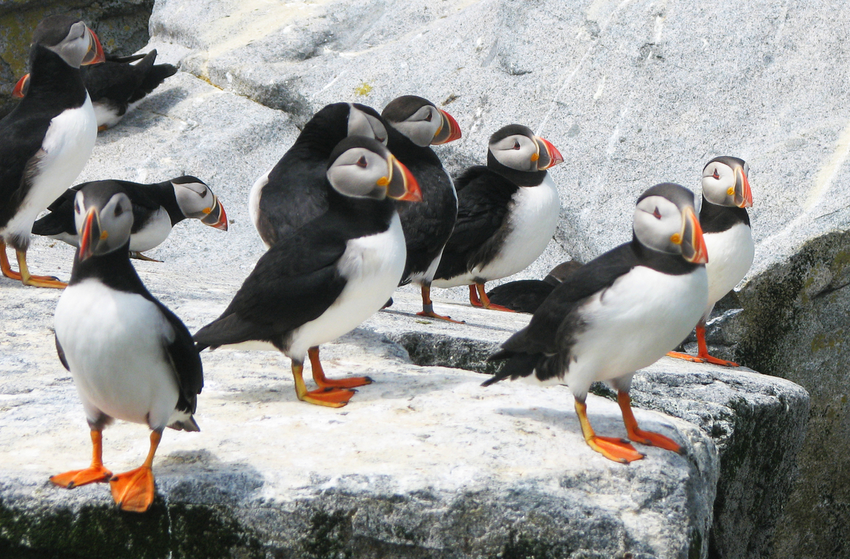 After a recent census, five more Maine bird species have been added to the state's endangered or threatened list.