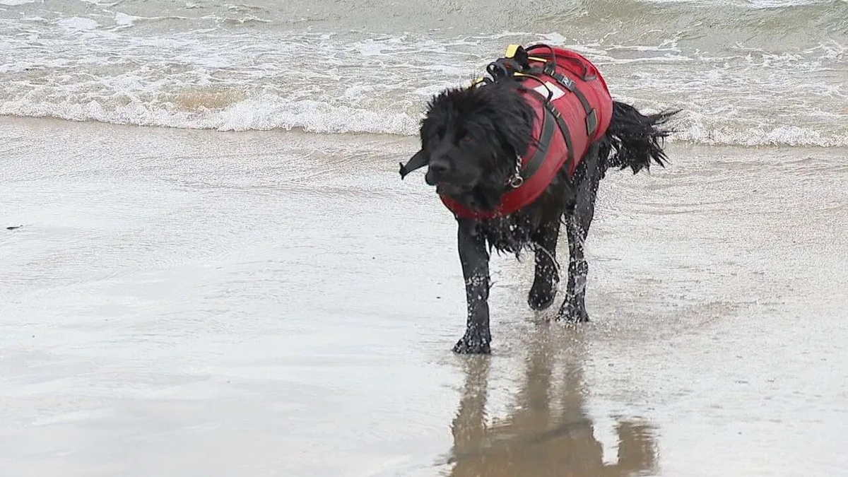 Buoy is an 11-month-old Newfoundland puppy who will be keeping swimmers safe at Scarborough Beach State Park.