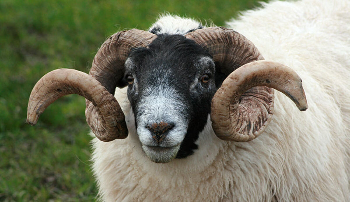 The ram was seen in the parking lot of Crescent Beach State Park and the Broad Cove neighborhood Sunday night.