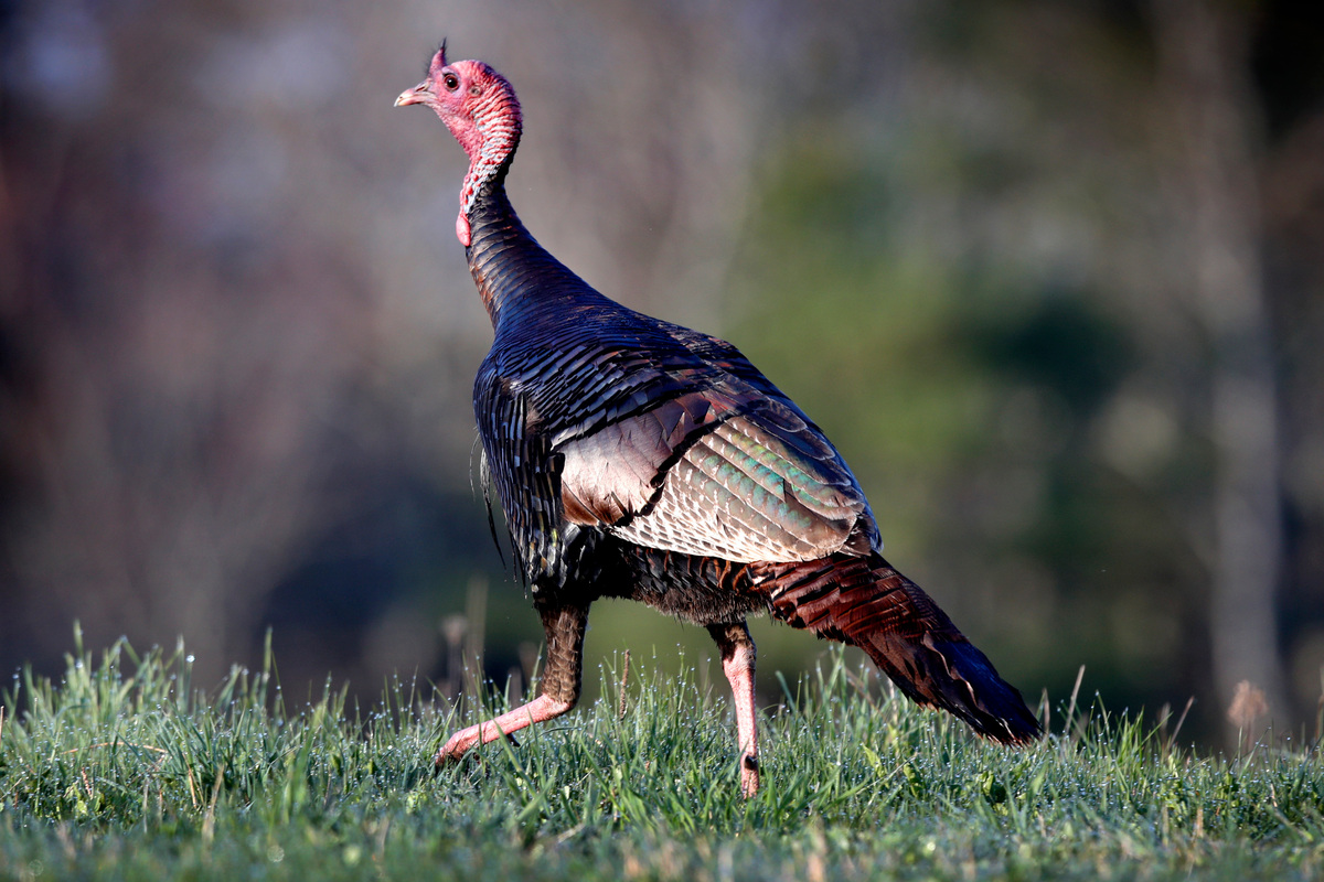 About 67 percent of hunters used the online registration system to tag their turkeys during the spring season.