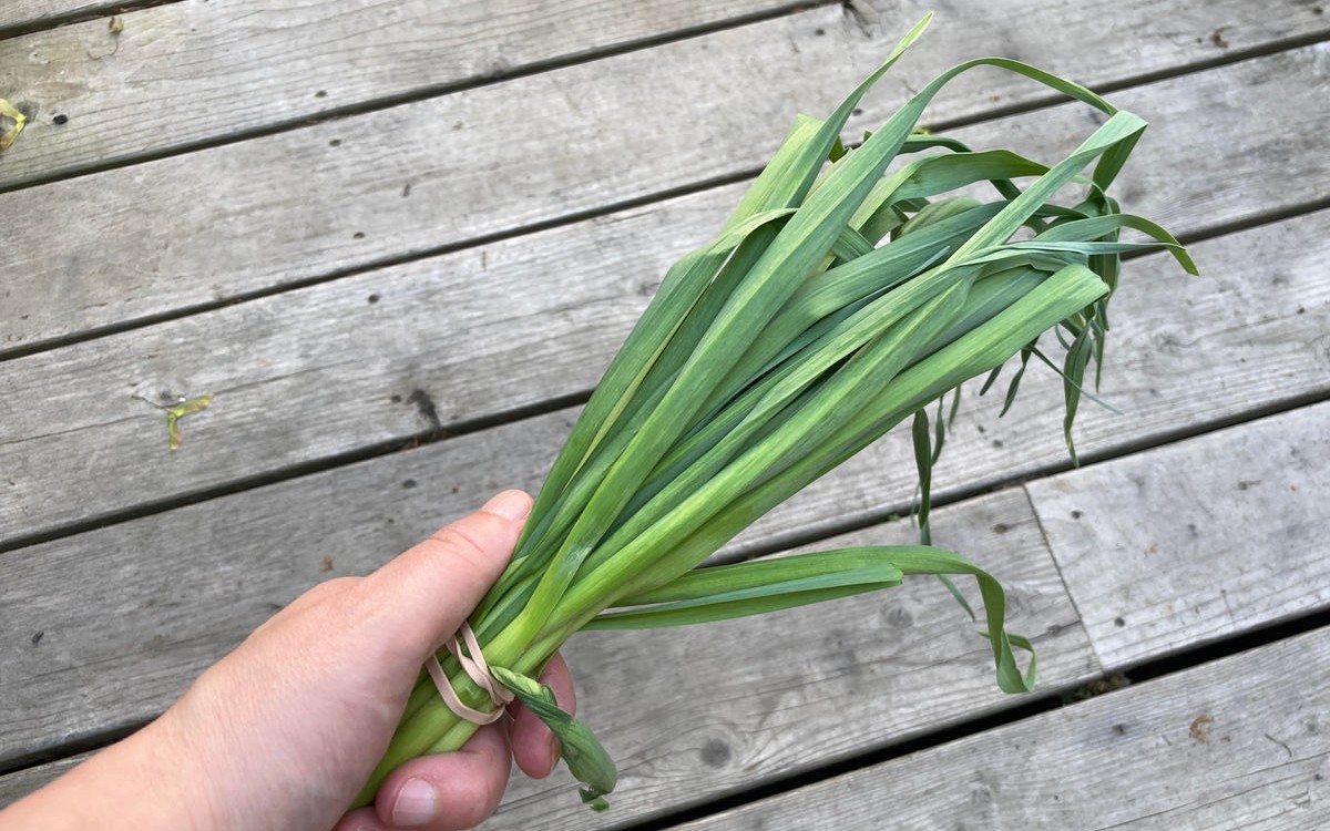 You can use green garlic in recipes in a similar way you’d use a scallion or leek.
