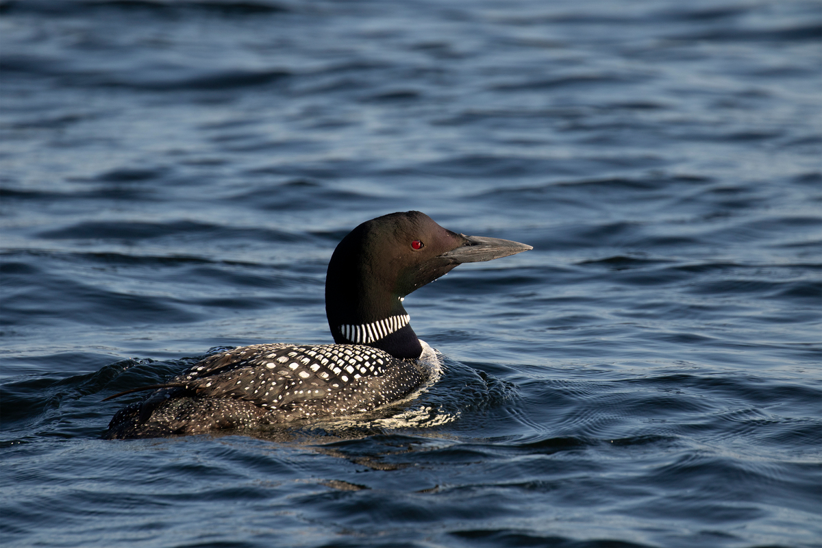 Last year, more than 1,600 people descended on 361 lakes and ponds across Maine for the annual loon count.