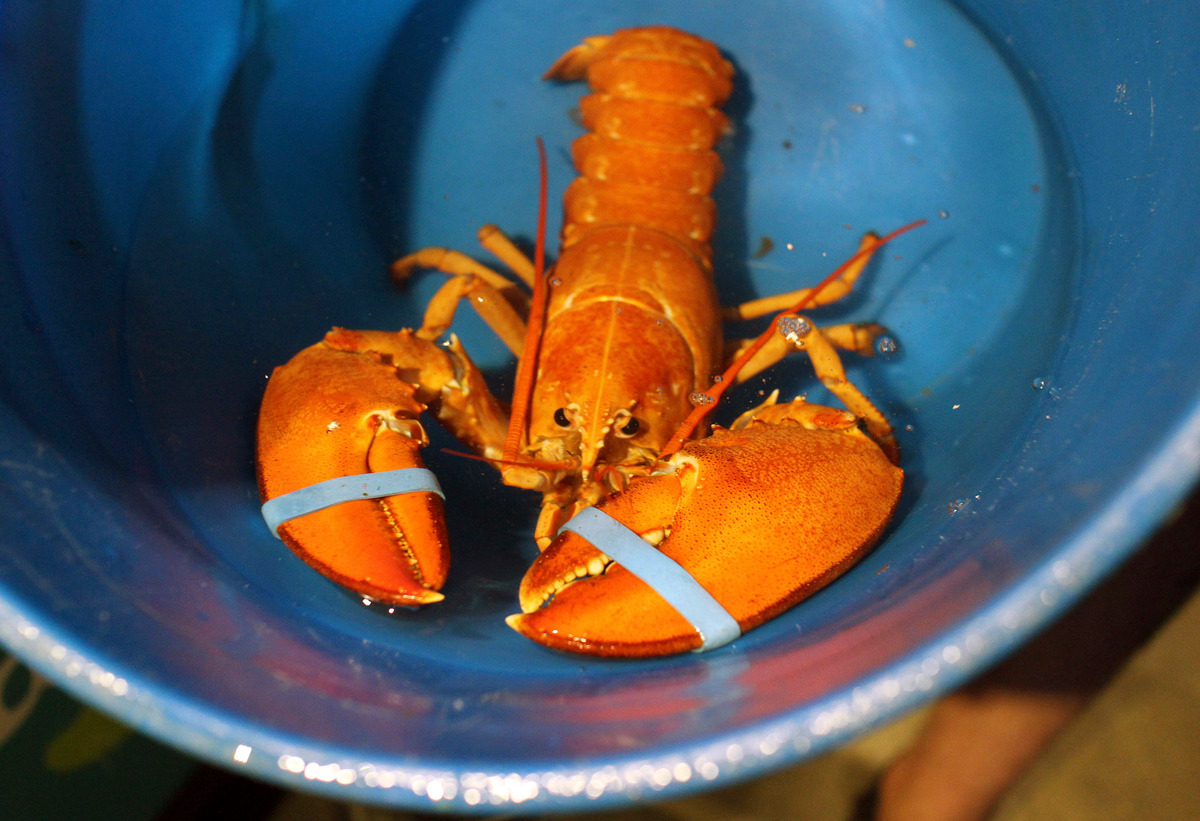 Rather than filling an empty stomach, this orange lobster will be serving the cause of science.