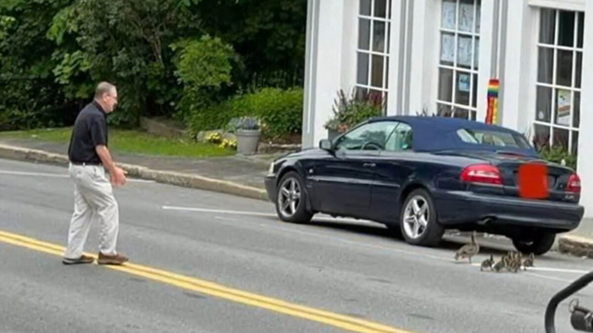 Sheriff Scott Kane made sure the mother duck and her ducklings got safely across Main Street in Blue Hill.