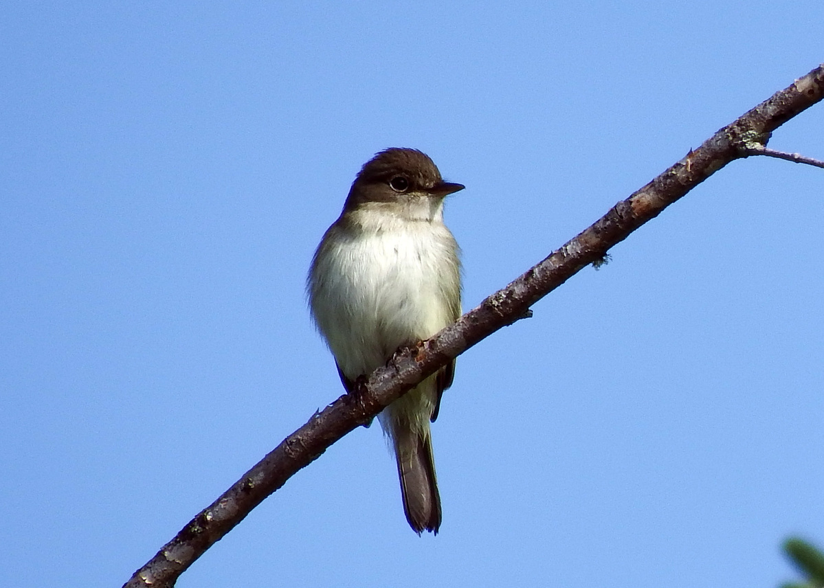 "I keep lists of birds I’ve seen at home, in Maine, in North America and in the world."