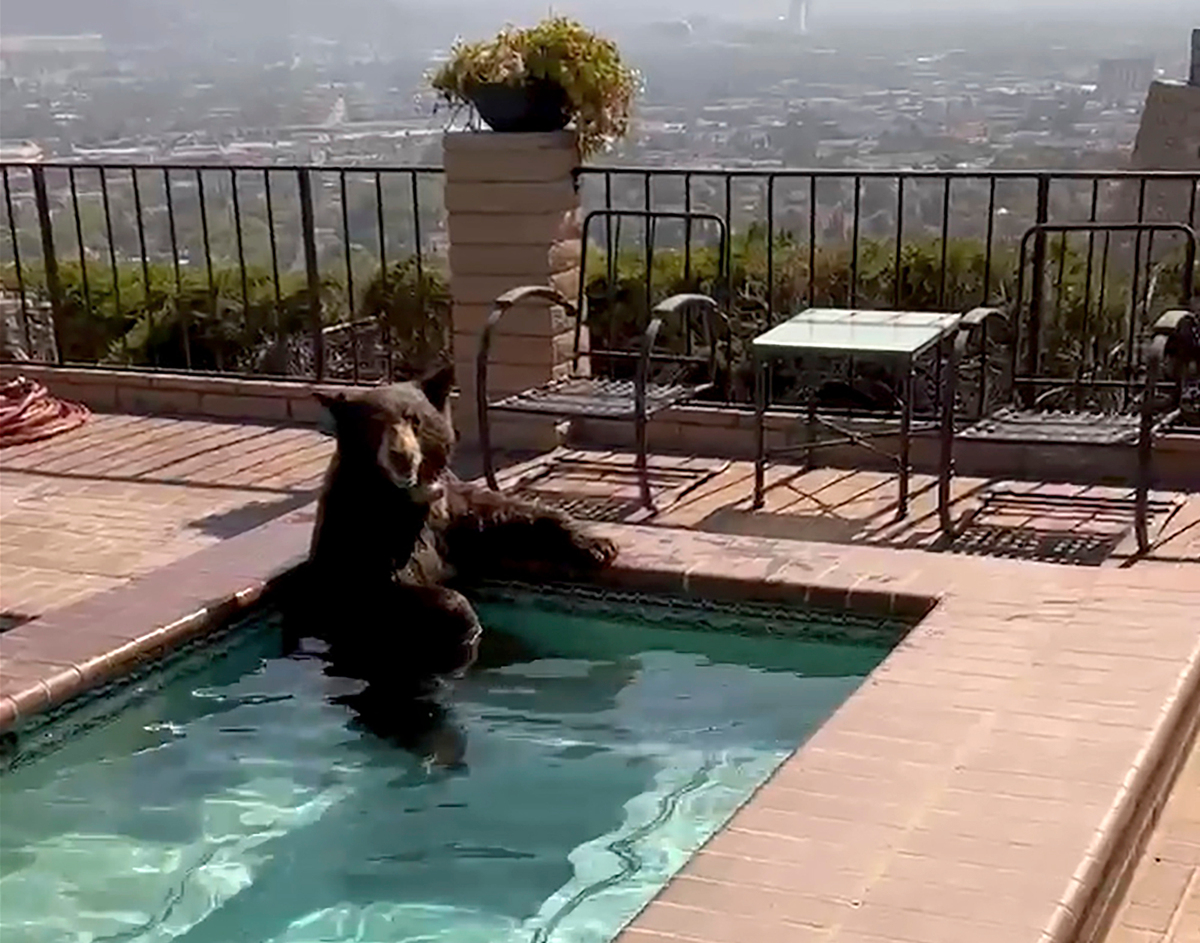 Even this bear needed to take a dip to beat the California heat.