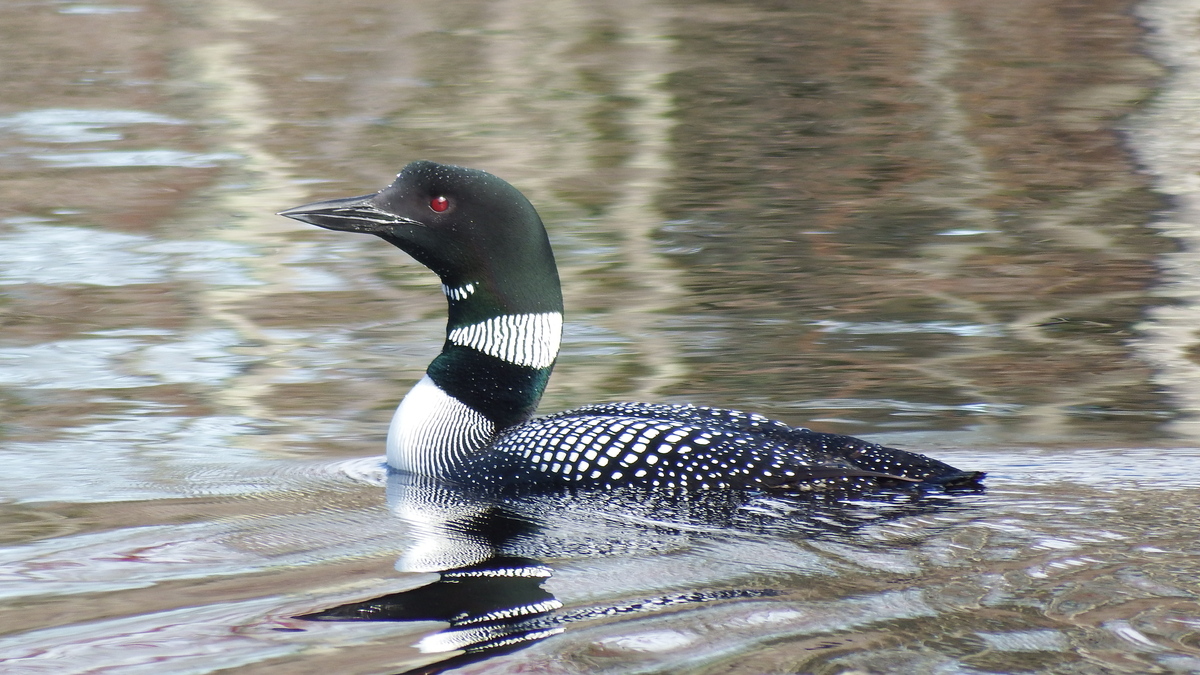 Loons are aggressively territorial and ready to defend their corner of the lake the moment the ice goes out.