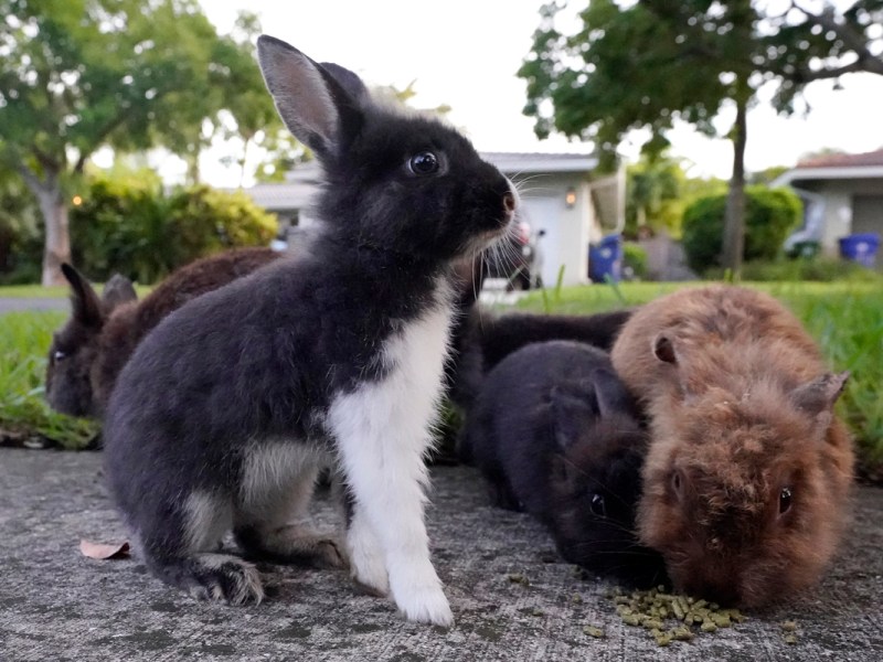 Jon King bought rabbit repellent, but that didn't work, and his little dog doesn't scare the rabbits: "He's their best friend."