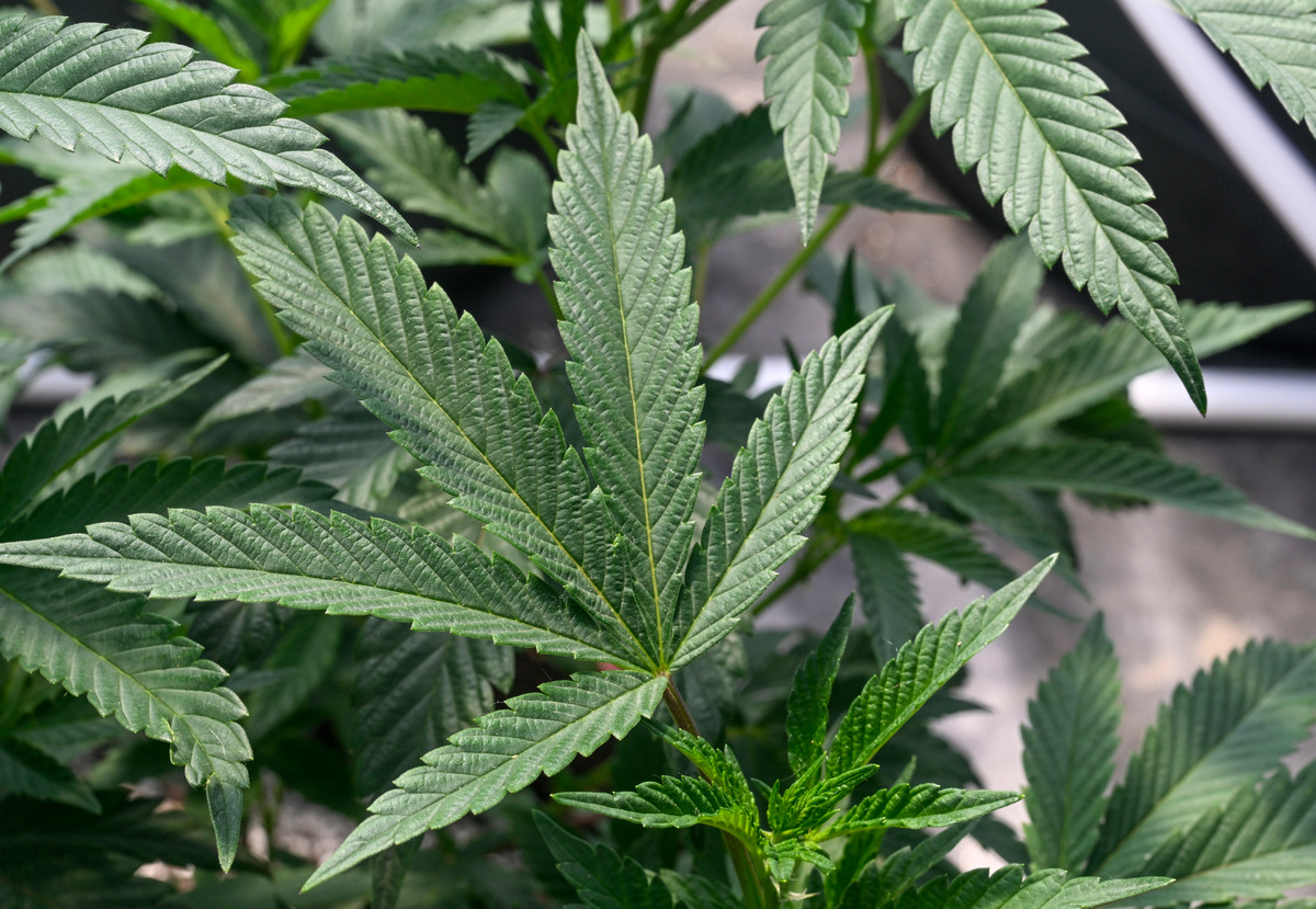 A whopping $18.4 million was spent on recreational cannabis in Maine in June, surpassing the May record of $17.2 million.