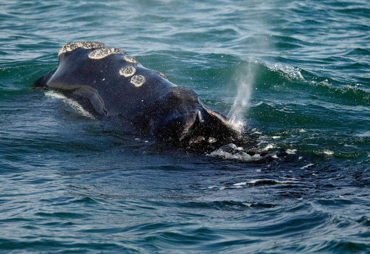 Of the 350 remaining right whales, 114 have been documented as dead, seriously injured or sick.
