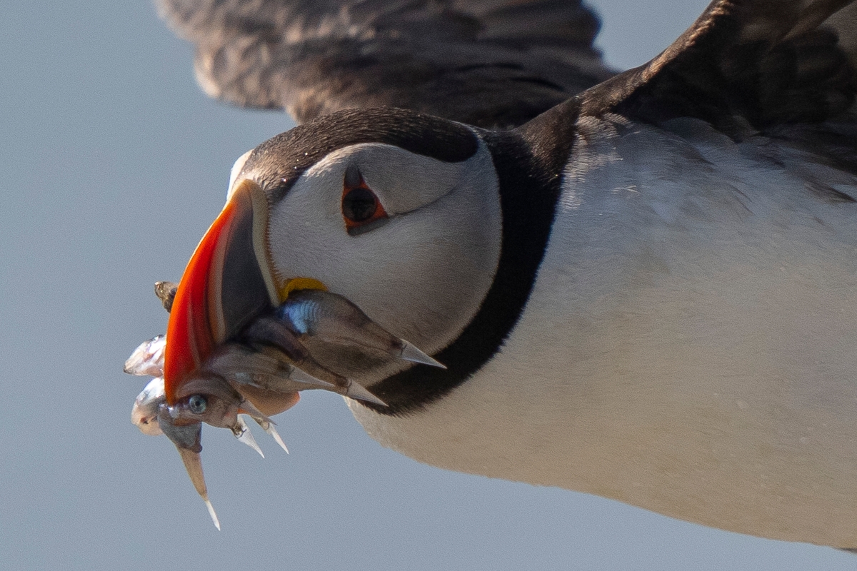 There are now as many as 3,000 Maine puffins, and their population is stable, according to researchers monitoring them.