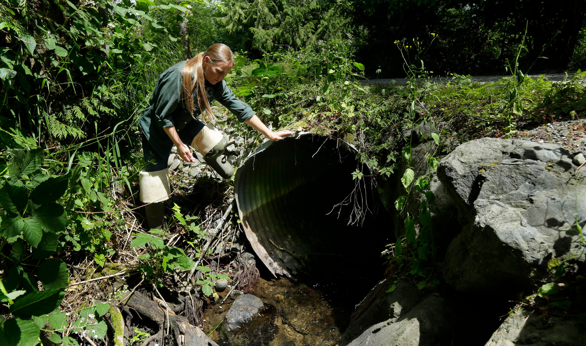 Many of the culverts were built in the 1950s and have been blamed for contributing to the decline of salmon and other fish populations.