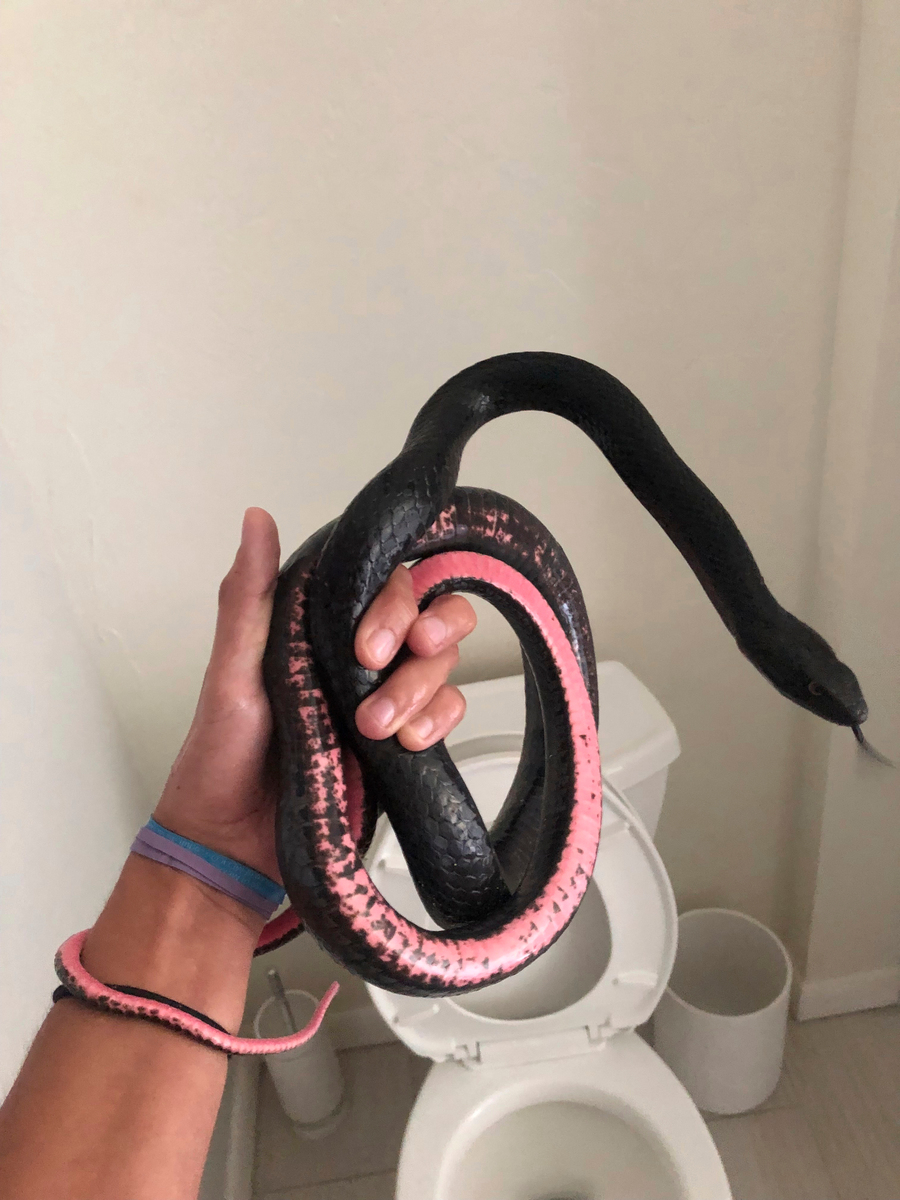 An Arizona woman found a snake in her toilet.