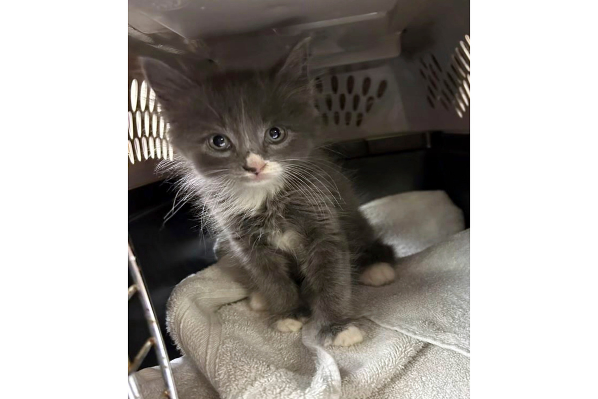 Officers found the kitten under the seat of the stolen car after the suspect crashed it during a chase.