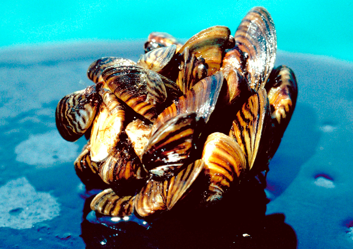Zebra mussels have been found in water bodies in Quebec and New Brunswick near the Maine border.