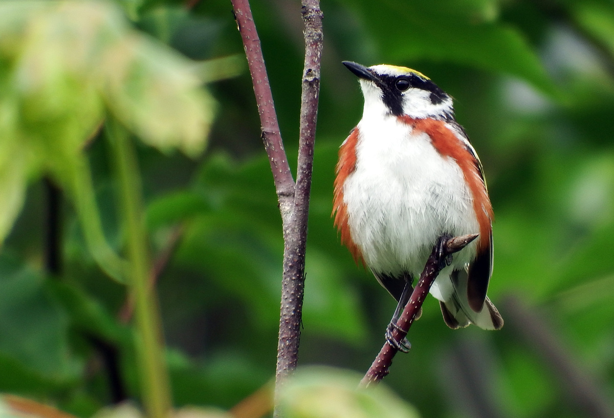 "If there’s enough food for them down there all winter, why do they bother to nest up here? Fundamentally, it’s a math problem."