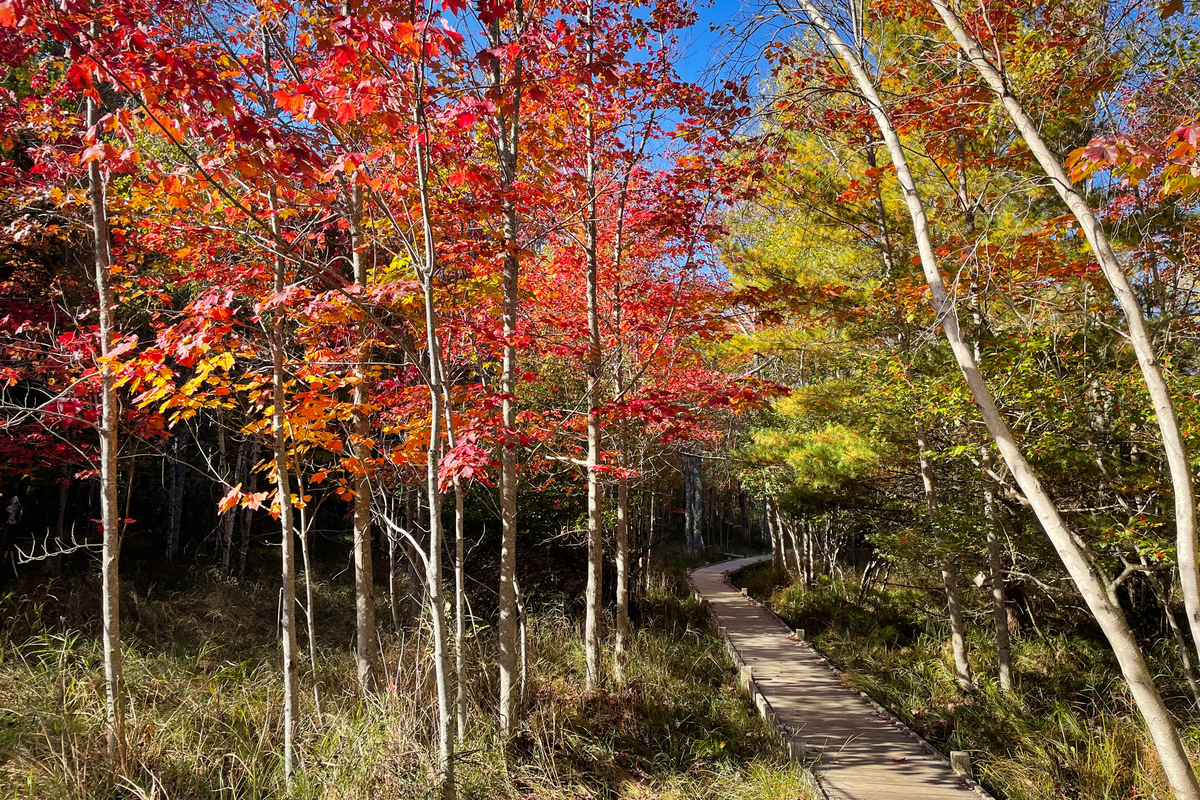 The warming climate has shifted peak foliage in Acadia National Park to roughly the third week of October.
