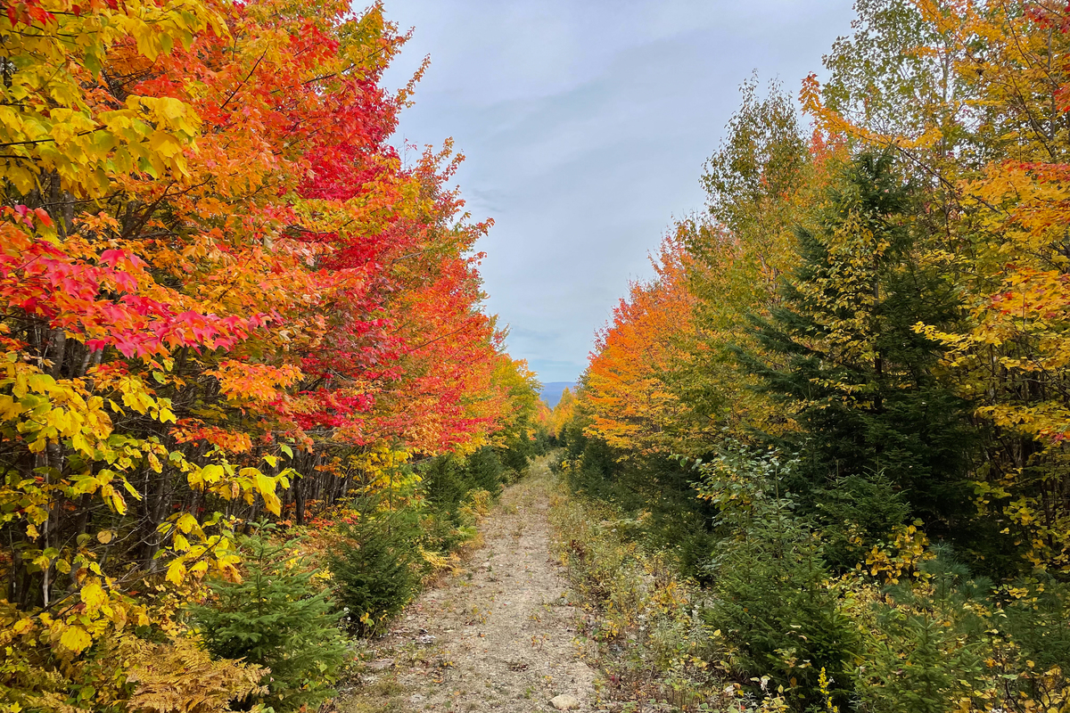 "But we’ll leave it up to you to decide if enhanced fall foliage is a good trade for a rainy summer."
