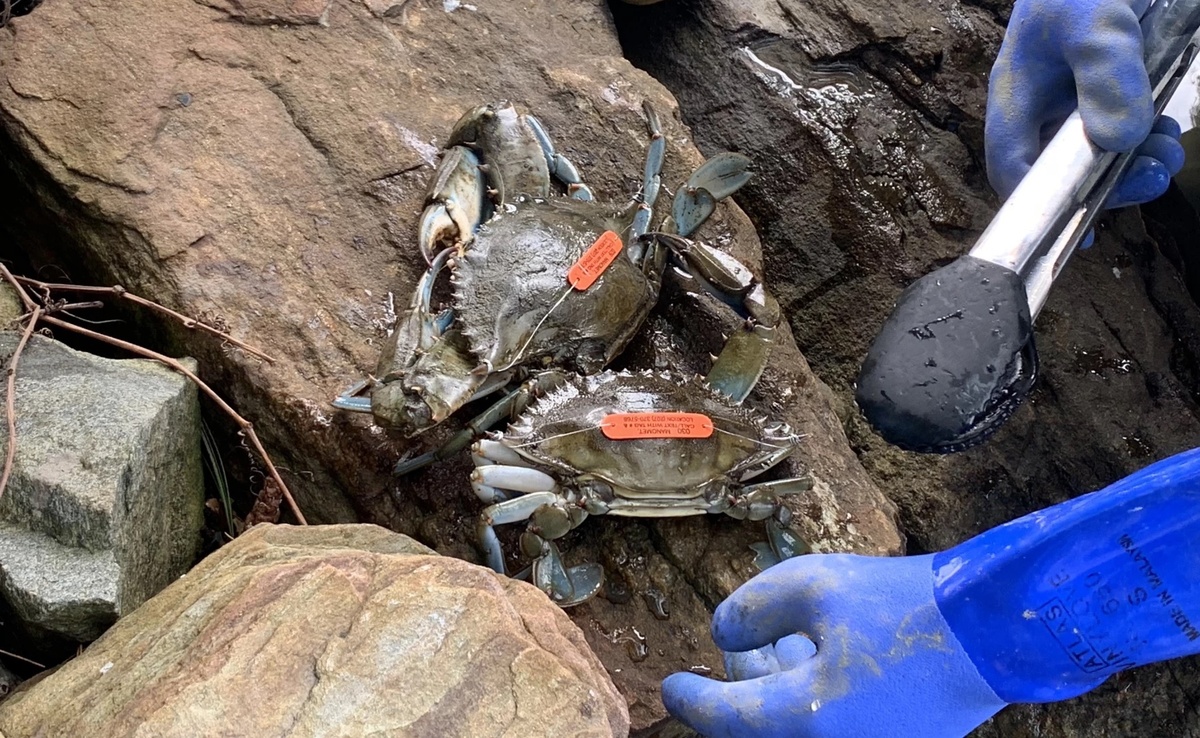 Blue crabs have been known to show up now and then in lobster traps. They are being spotted more often in Maine.