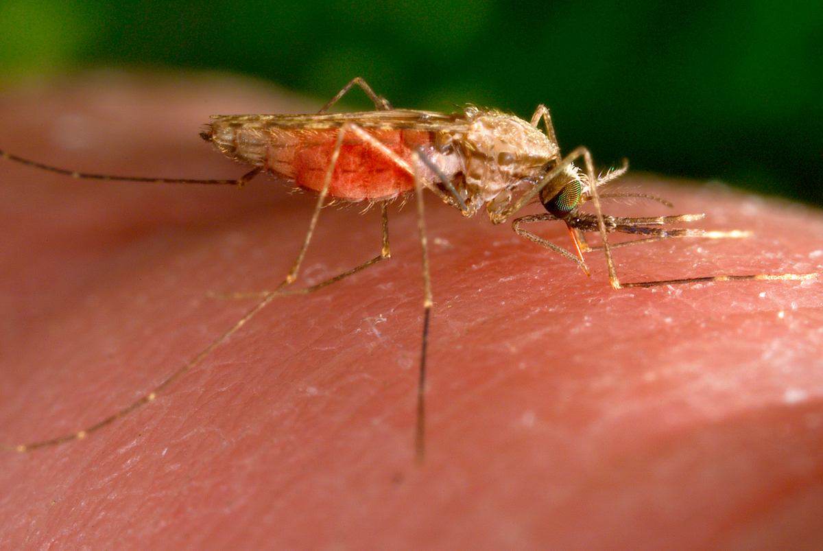 Eastern equine encephalitis, West Nile and Jamestown Canyon virus have been found in Maine. It's the first time the three mosquito-borne diseases have been found here in a single season.