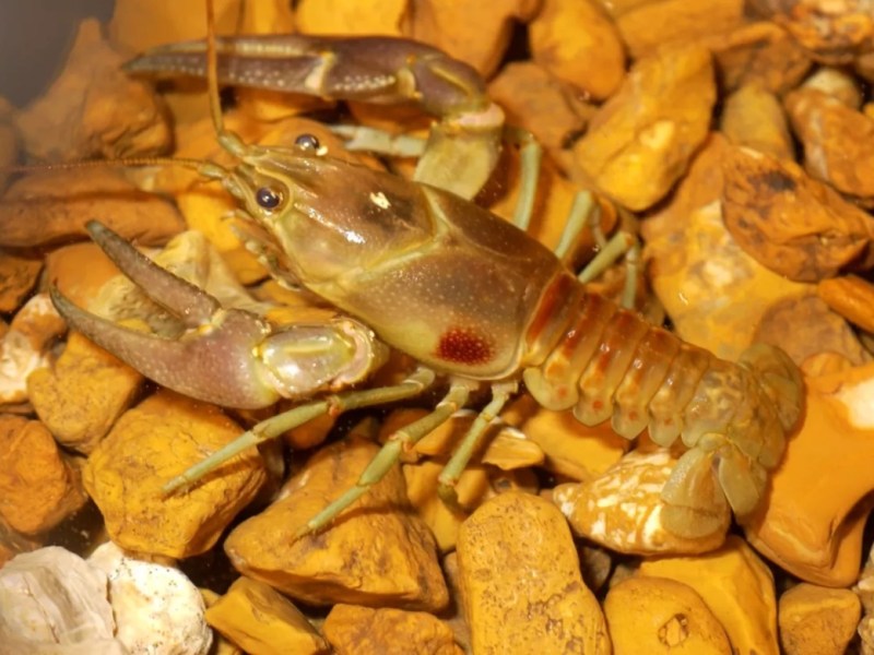 The rusty crayfish likely reached the Rangeley lakes and Belgrade lakes region as bait.