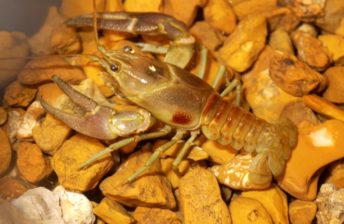 The rusty crayfish likely reached the Rangeley lakes and Belgrade lakes region as bait.