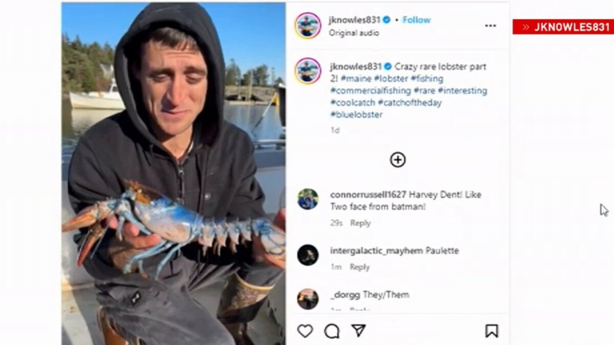 The blue side of the lobster is male and the other side is female, Jacob Knowles said.