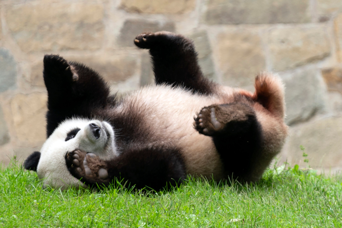 Giant pandas Mei Xiang and Tian Tian and their cub, Xiao Qi Ji, began their long trip back to China on Wednesday.