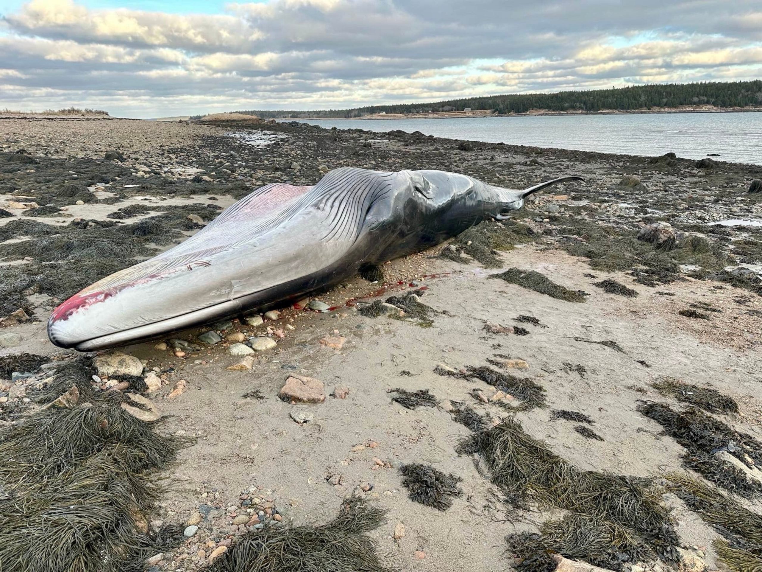 Dead whale that beached itself in Maine goes missing after storm