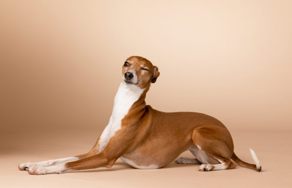 Aliza Eliazarov collected more than 100 telling canine portraits for her new photo book, “The Best Dog.” The process could be quite chaotic at times. 