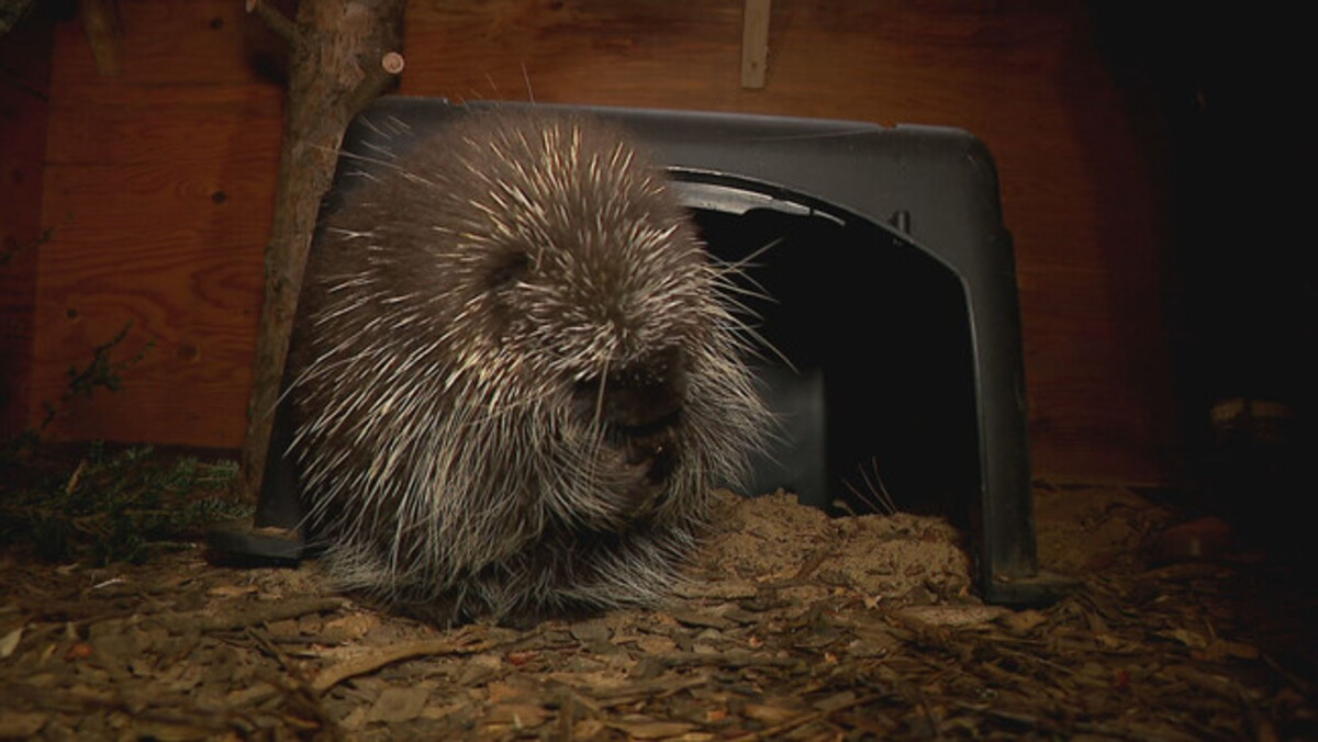 Poppy the porcupine succeeds Henry, who passed away recently after years as an animal ambassador at the Center for Wildlife.