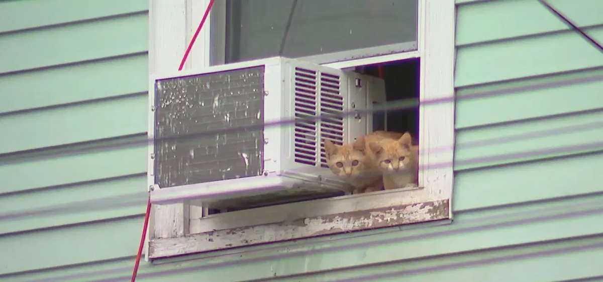 The conditions the cats were living in were so dire that Auburn officials deemed the property "uninhabitable."