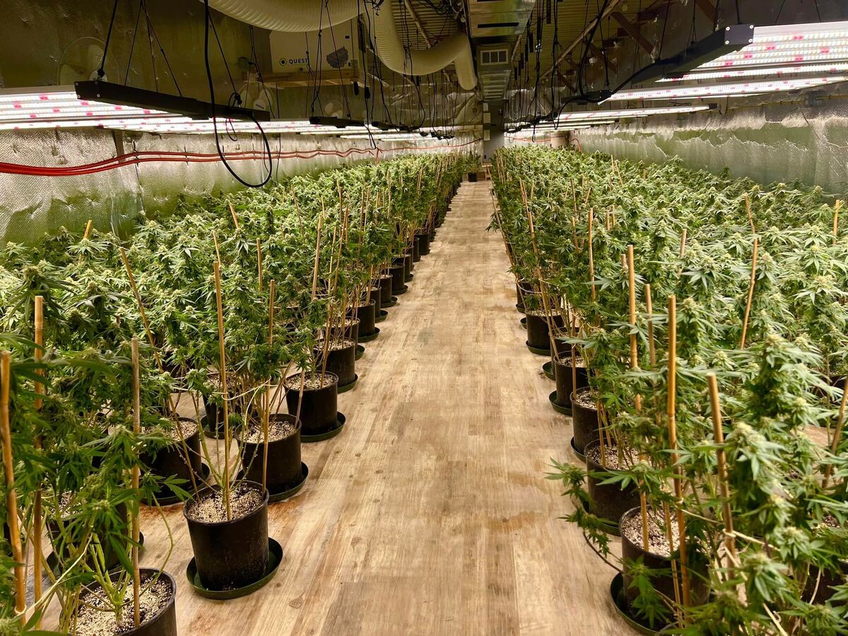 Maine's congressional delegation is renewing its calls for the U.S. Justice Department to crack down on illegal marijuana operations tied to China.