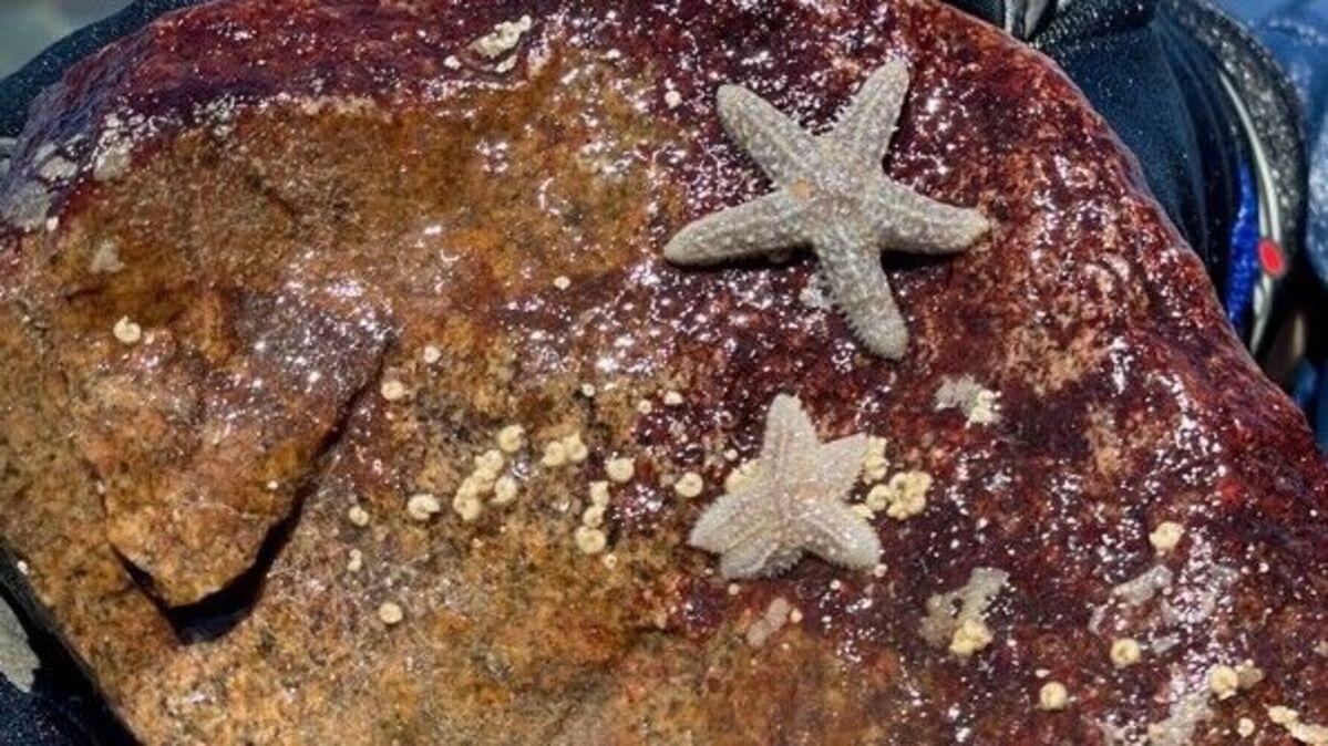 Sea stars, once known as starfish, are threatened by the speed of climate change, but are attempting to adapt to stave off local extinction.