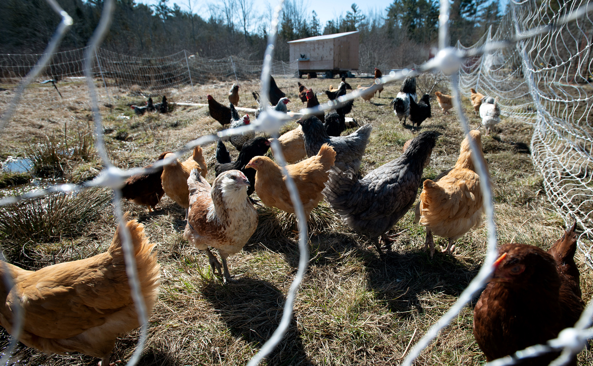 The entire flock of 60 birds was quarantined and "depopulated" this week to prevent further spread of avian influenza.