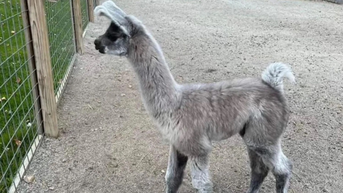 The baby llama was just born in September and still too young to be on its own.