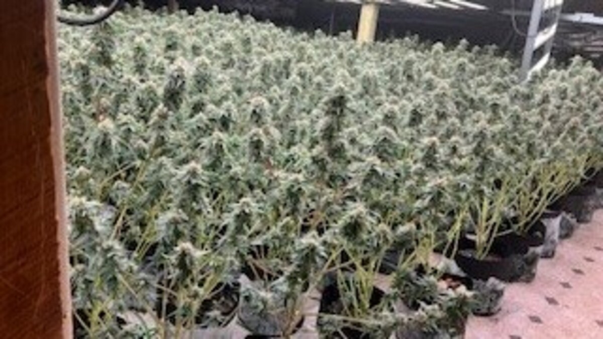 Inside the Corinna residence housing the illegal operation, deputies found approximately 3,770 marijuana plants, exposed high voltage wires and "inhumane" living conditions.