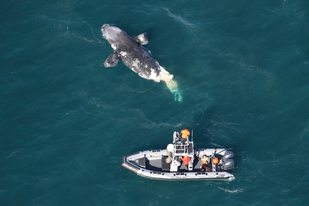 These deaths are almost entirely avoidable, and it’s time to act to stop the decline of right whales before it’s too late.