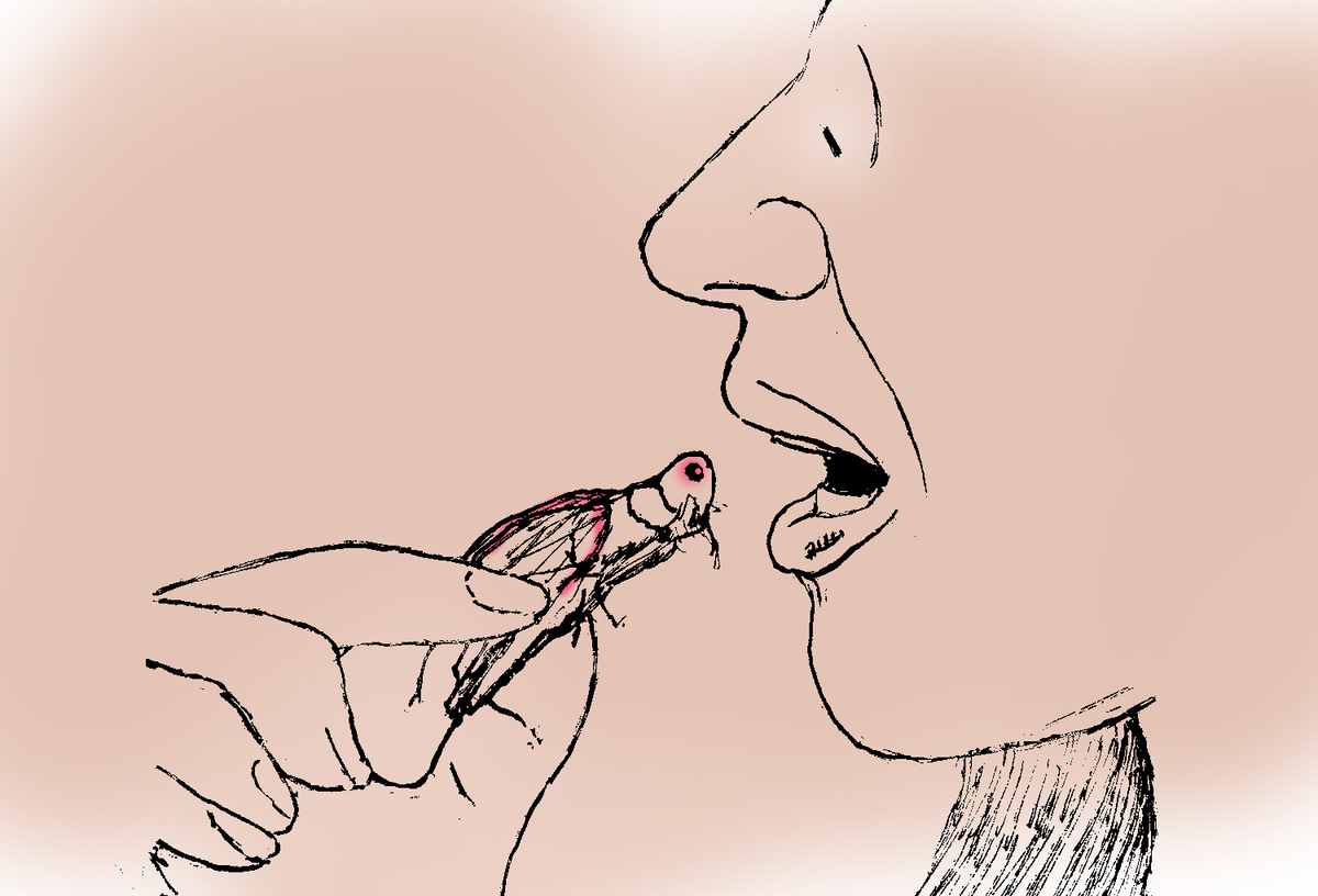 Why you shouldn’t eat cicadas