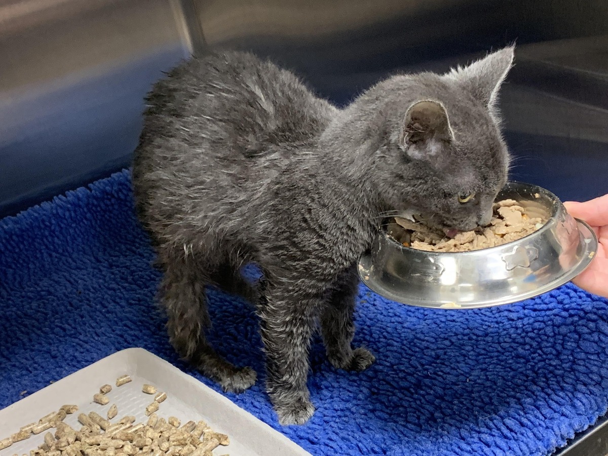 Maine man accused of abandoned 6-month-old kitten in sealed tote