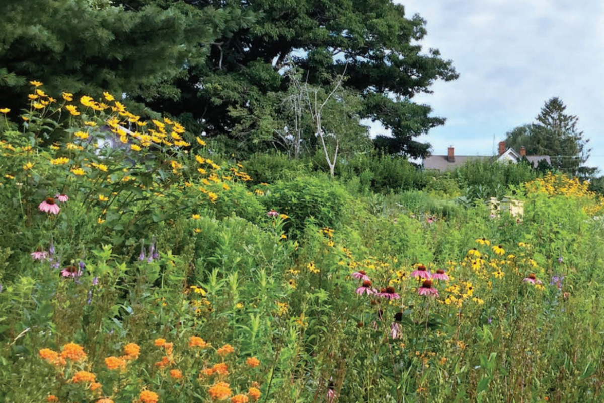 Native plants can make your land more resilient